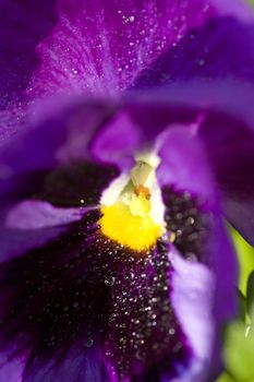 Close up Photo pansy flower