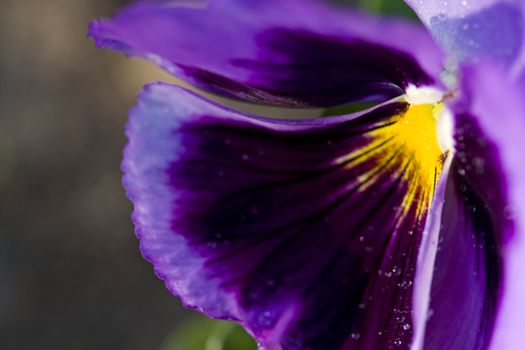 Close up Photo pansy flower