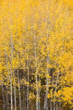 Autumn Aspens, the Snake River and Mount Moran, Grand Teton National Park, Wyoming, USA