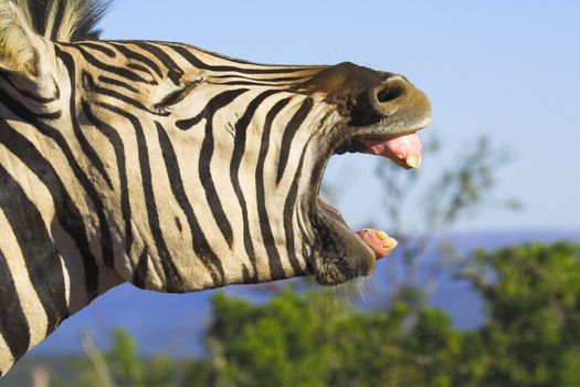 Zebra Yawn