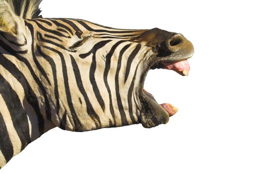 Zebra Yawn isolated