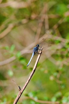 Dragonfly on stalk