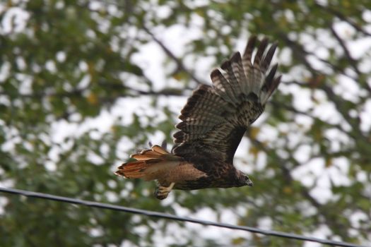 Red tailed Hawk in flight along power line