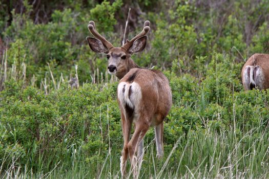 Mule Deer buck with velvet on antlers