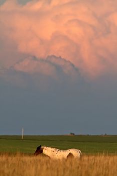 Cumulonimbus clouds in Saskatchewan
