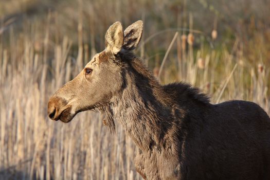 Young female moose on Hecla Island in Manitoba
