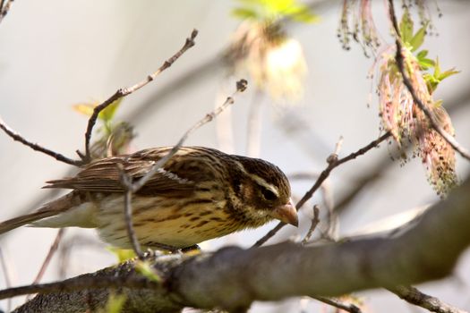Song Sparrow perched on branch