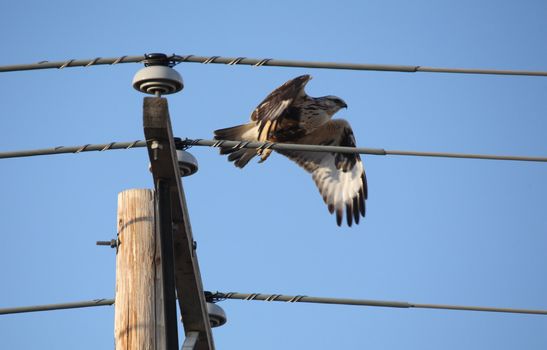Rough legged Hawk that flight from power pole