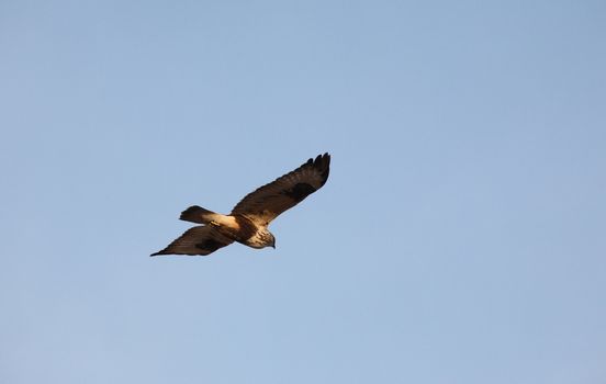 Rough legged Hawk in flight