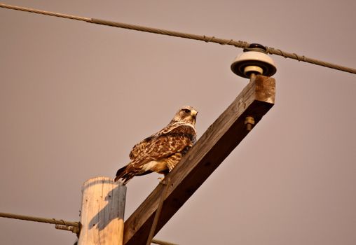 Rough legged Hawk perched on power pole