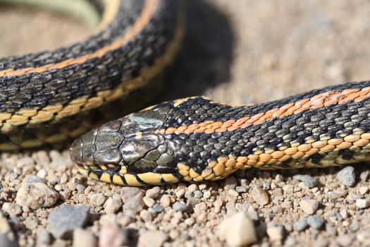 Dead garter snake on gravel road