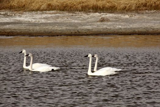 Two pairs of Tundra Swans in Saskatchewan pothole