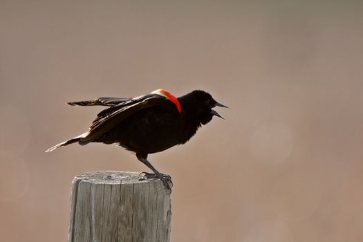 Red winged Blackbird perched on post