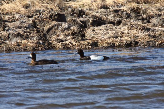 Pair of Lesser Scaups in a roadside pothole