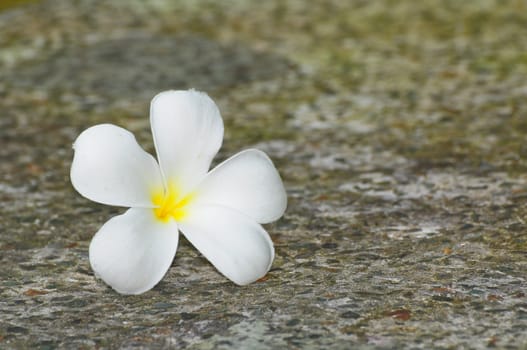 a beautiful of white frangipani flower