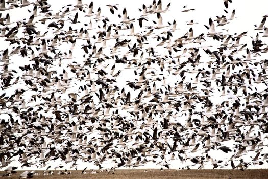 Huge flock of Snow Geese over field