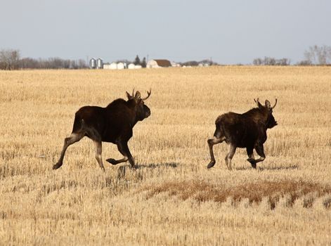 Two male moose running through stubble field