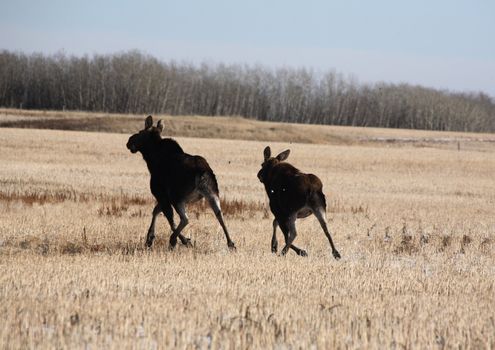 Cow and calf moose running across stubble field