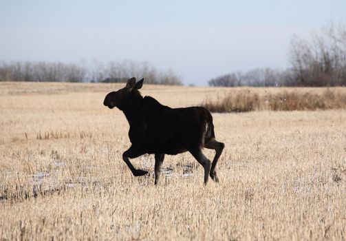 Young moose running across stubble field