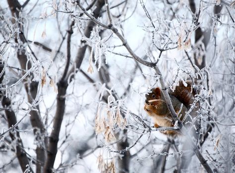 Red Squirrel in frost covered trees