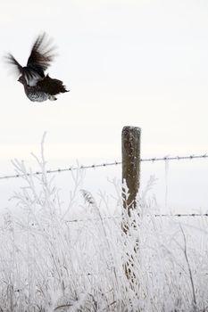 Sharp tailed Grouse taking flight from fence post in winter