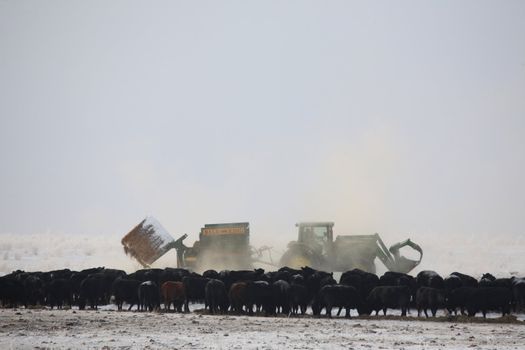 Feeding cattle in winter