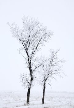 Two long trees in a winter field