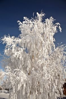 Heavy frost on tree