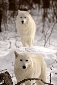 Arctic Wolves in winter