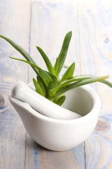 Aloe vera - herbal medicine 
