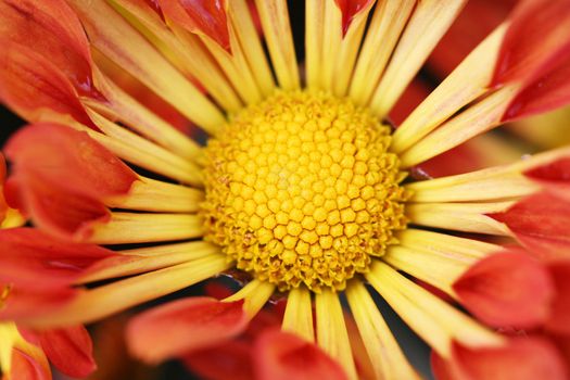 Sunflower bloom