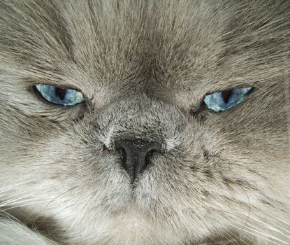 looking cat eyes