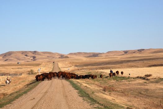 Cattle drive in scenic Saskatchewan
