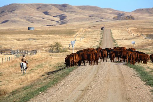 Cattle drive in scenic Saskatchewan