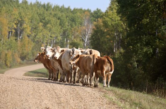 Cattle along a Saskatchewan country road