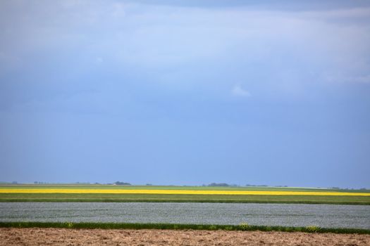 Grain crops growing in scenic Saskatchewan