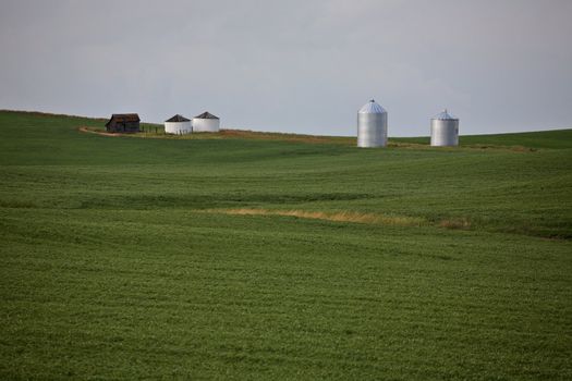 Grain crops growing in scenic Saskatchewan