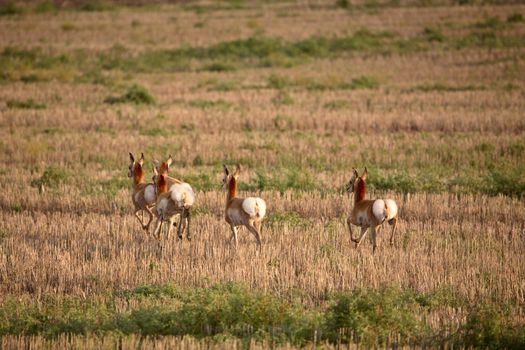 Young female antelopes in a Saskatchewan stubble field