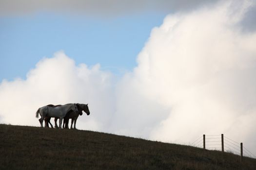 Horses on a rise in scenic Saskatchewan