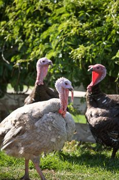Domestic Turkeys gathering in scenic Saskatchewan