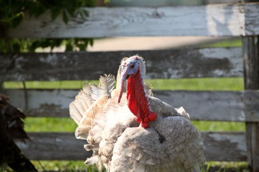 Rather colorful Domestic Turkey in scenic Saskatchewan