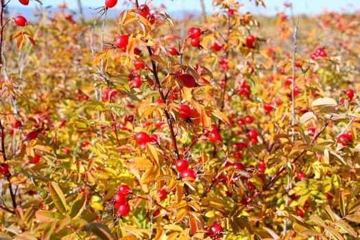 Red dogrose in the autumn