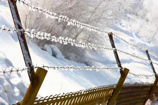 Barbed wire in hoarfrost 