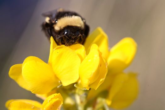 Honey bee on wildflower in Saskatchewan