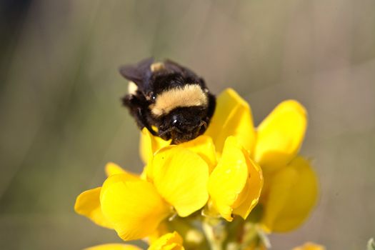 Honey bee on wildflower in Saskatchewan
