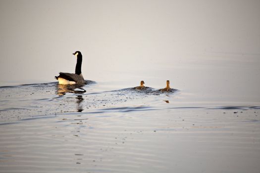 Canada Goose with goslings in Saskatchewan pothole