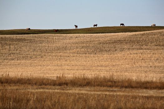 Horses grazing on a rise in Saskatchewan