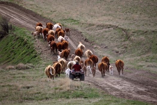 Driving cattle to new pasture in Saskatchewan