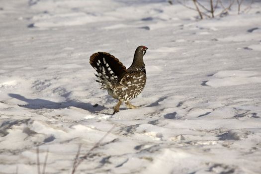 Spruce Grouse in winter