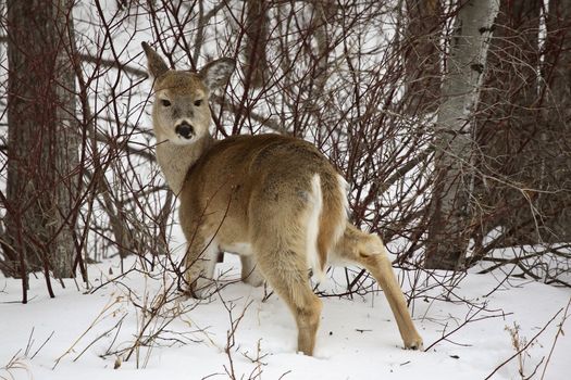 White-tailed Deer in winter